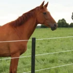 Ecopaal 1,50m (4 stuks) - Afbeelding 2