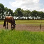 Stijgbeugelpaal (duopack terra, 2 x 5 stuks) - Afbeelding 5