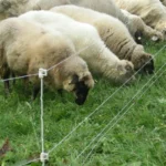 Quattro paal, 1m (10 stuks) - Afbeelding 2