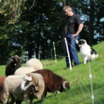 Quattro paal, 1m (10 stuks) - Afbeelding 3