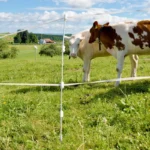 Quattro paal, 1m (10 stuks) - Afbeelding 5