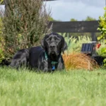 Gallagher S6 Solar schrikdraadapparaat incl. Lithium batterij 3.2 6ah - Afbeelding 3