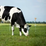 Veerstalen paal met krulisolator (10 stuks) - Afbeelding 4