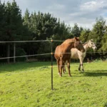 Geïsoleerde Line Post 1,90m (4 stuks) - Afbeelding 5