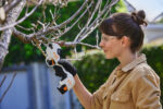Stihl ASA 20 accu snoeischaar incl. Accu en lader - Afbeelding 3
